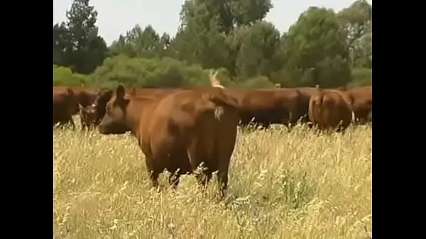 Fresco YouTube - Organic Farming - Dealing with worms in livestock organically mi tubo