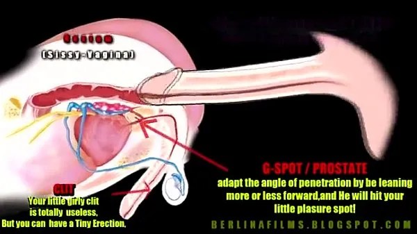 Friss shemale anatomy a csövem