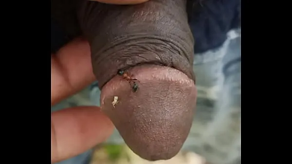 Friss Ant bite my penice a csövem